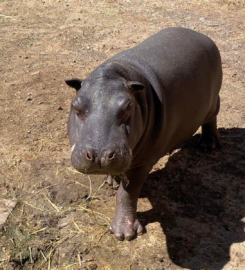 Parque Zoológico Moroleón